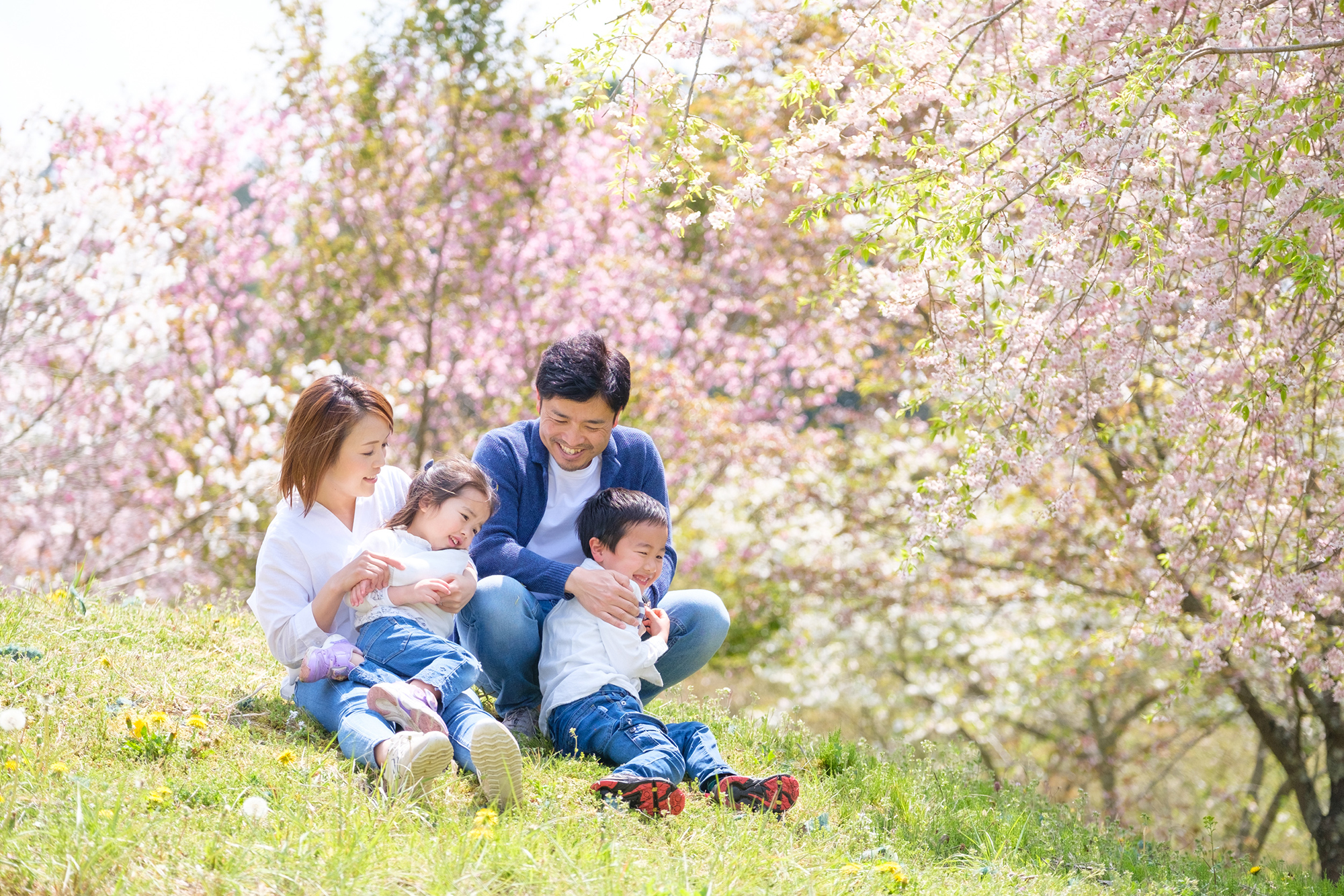 桜と家族写真01